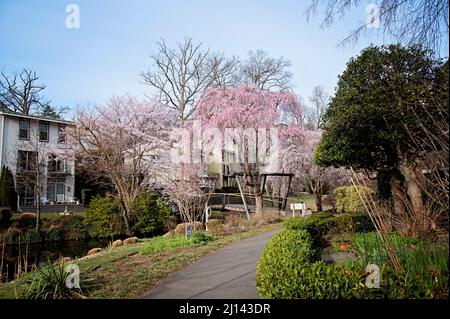 Fiori di ciliegio al ponte del lago Anne 'Van Gogh' a Reston, Virginia Foto Stock