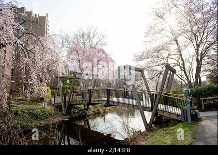 Fiori di ciliegio al ponte del lago Anne 'Van Gogh' a Reston, Virginia Foto Stock