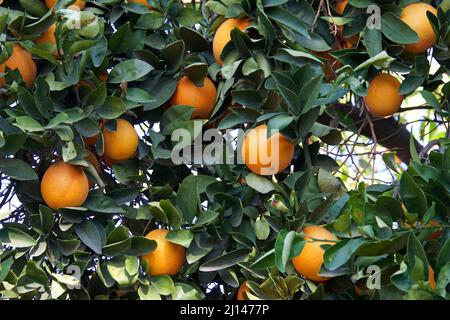 Molte arance Navel in crescita, maturando sull'albero circondato da foglie verdi. Foto Stock