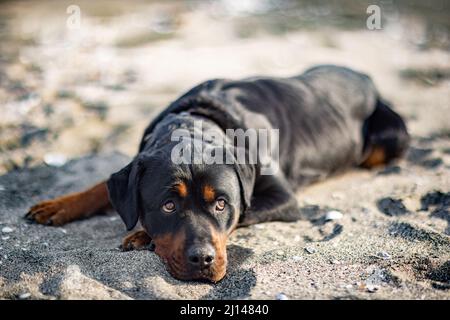 Un triste bel cane attento della razza Rottweiler si trova su una spiaggia sabbiosa e ascolta i suoni intorno a lui, in attesa del suo proprietario Foto Stock