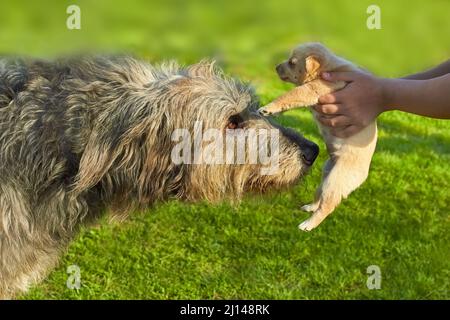 Conoscenza di un grande lufhound irlandese grigio e di un piccolo cucciolo Foto Stock