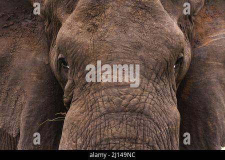 Ritratto (fronte-sopra) di elefante africano del toro, Loxodonta africana, alimentazione sull'erba, distretto di Letaba, Parco Nazionale di Kruger, Sudafrica Foto Stock