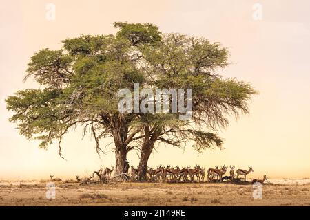 Mandria di Springbok, Antidorcas marsupialis, rifugio da tempesta di sabbia sotto Camel Thorn, Vachellia (Acacia) erioloba, Sudafrica Foto Stock