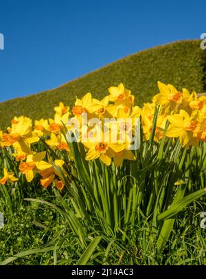 Narcisi alla base di una collina ricoperta di erba, con un cielo blu senza nuvole in lontananza. Robin Hoods Bay, North Yorkshire. Foto Stock