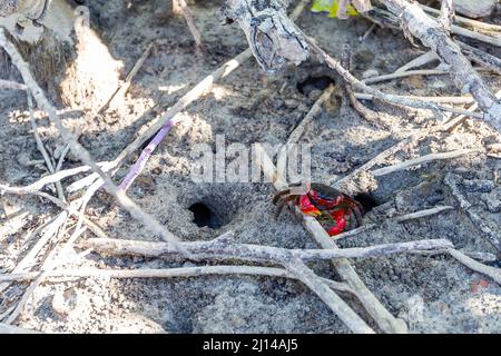 Granchio di mangrovie rosse (Perisesarma bidens, il granchio rosso-argillato), entrando in un buco in mangrovie sulla costa dell'isola di Praslin, Seychelles. Foto Stock