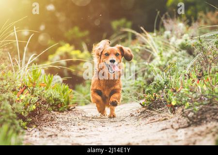 Happy Dachshund cane che corre all'aperto con bocca aperta in una giornata di sole nella natura Foto Stock