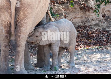 Primo piano di un elefante del deserto e del suo bambino che allatta il vitello, da qualche parte in Namibia. Foto Stock