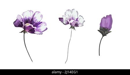 Fiori elementi. Fiori isolati su sfondo bianco. Viola. Illustrazione vettoriale. Illustrazione Vettoriale