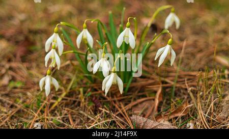 Foto dal giardino botanico Iasi Romania Foto Stock