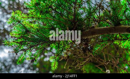 Foto dal giardino botanico Iasi Romania Foto Stock