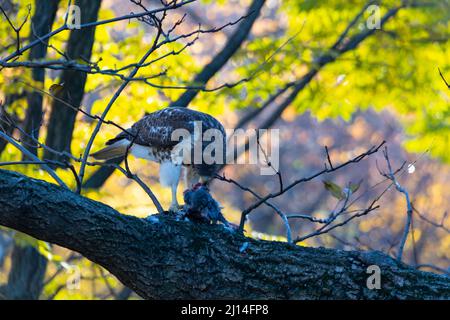 Hawk dalla coda rossa predica su un piccione in Central Park NYC 2021 Foto Stock
