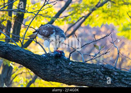 Hawk dalla coda rossa predica su un piccione in Central Park NYC 2021 Foto Stock