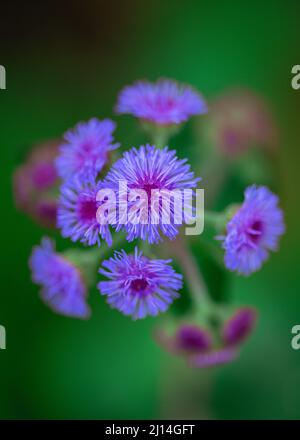 Fuoco selettivo di fiori di ageratum viola nel giardino con sfondo sfocato Foto Stock