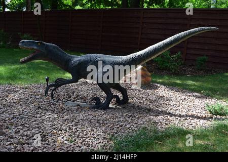 DINO PARK, KHARKOV - 8 AGOSTO 2021: Vista di un giorno della bellissima scultura di Dinosauri nel parco. L'aggressivo Velociraptor appare in Jurassic Par Foto Stock