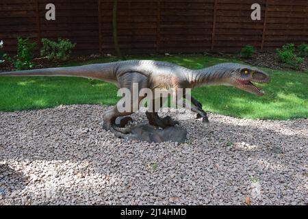 DINO PARK, KHARKOV - 8 AGOSTO 2021: Vista di un giorno della bellissima scultura di Dinosauri nel parco. L'aggressivo Velociraptor appare in Jurassic Par Foto Stock