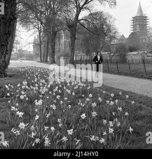 1960s, storica, primavera e una giovane donna in un cappotto di ginocchio-lunghezza e scarpe alte del tallone che camminano su un percorso ad ampio cammino al prato di Christ Church, un grande spazio pubblico aperto nel mezzo di Oxford, Inghilterra, Regno Unito, i fiori di Daffodill sono in fiore. Foto Stock