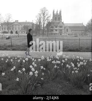 1960s, storica, primavera e una giovane donna in un cappotto di ginocchio-lunghezza e scarpe alte del tallone che camminano su un percorso ad ampio cammino al prato di Christ Church, un grande spazio pubblico aperto nel mezzo di Oxford, Inghilterra, Regno Unito, i fiori di Daffodill sono in fiore. Foto Stock