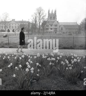 1960s, storica, primavera e una giovane donna in un cappotto di ginocchio-lunghezza e scarpe alte del tallone che camminano su un percorso ad ampio cammino al prato di Christ Church, un grande spazio pubblico aperto nel mezzo di Oxford, Inghilterra, Regno Unito, i fiori di Daffodill sono in fiore. Foto Stock