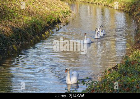 Famiglia di cigni che scende lungo un fiume in una linea. Arundel, West Sussex, Inghilterra. Foto Stock