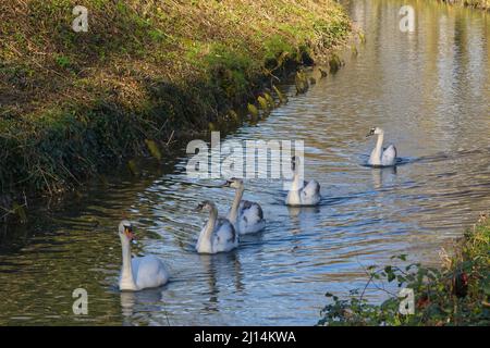 Famiglia di cigni Mute che arrivano in una linea lungo il fiume. Arundel, West Sussex, Inghilterra Foto Stock