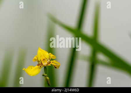 Le piante gialle dell'iride che stanno fiorendo sono gialle ed hanno foglie verdi, lo sfondo è blurry Foto Stock