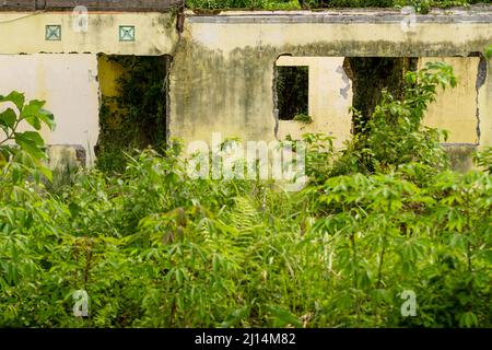 Un vecchio edificio che è stato danneggiato e non è mantenuto con piante e erbacce che crescono intorno ad esso, di nuovo alla natura Foto Stock