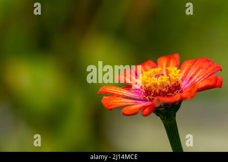 Il fiore di zinnia che fiorisce nel mezzo è giallo con uno sfondo sfumato verde fogliame, concetto di natura Foto Stock