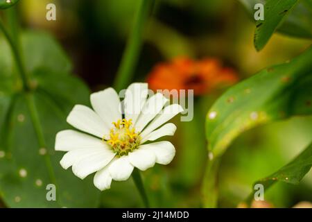 Il fiore di zinnia che fiorisce nel mezzo è giallo con uno sfondo sfumato verde fogliame, concetto di natura Foto Stock