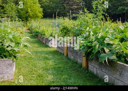 Letti di verdure in giardino comunale con verdure verdi crescenti nel parco pubblico locale. Foto Stock