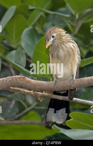 Un verticale di un Guira Cuckoo, Guira guira, arroccato sul ramo Foto Stock