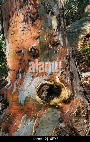 Corteccia astratta grigia e arancione di una vecchia gomma da neve (Eucalyptus pauciflora) nelle Alpi australiane, Victoria, Australia Foto Stock