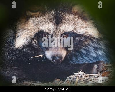 Cane da raccoon comune Nyctereutes procyonoides Foto Stock
