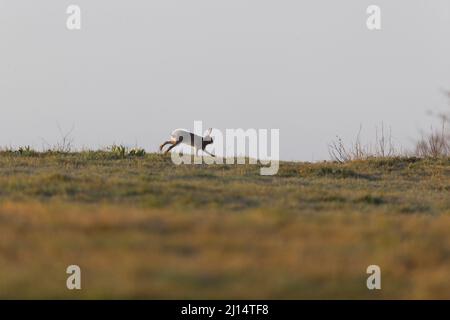 European hare Lepus europeaus, adulto che corre all'orizzonte, Suffolk, Inghilterra, marzo Foto Stock