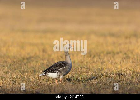 Greylag Goose (Anser anser) adulto in piedi nel campo di chiamata, Suffolk, Inghilterra, marzo Foto Stock