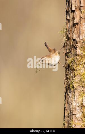 Eurasian Wren (Troglodytes troglodytes) adulto arroccato su tronco con muschio in becco per la costruzione del nido, Suffolk, Inghilterra, aprile Foto Stock