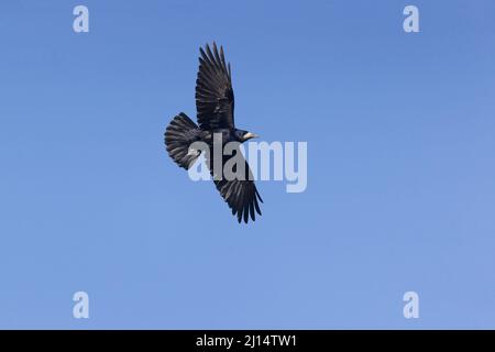 Rook (Corvus frugilegus) volo adulto, Suffolk, Inghilterra, marzo Foto Stock