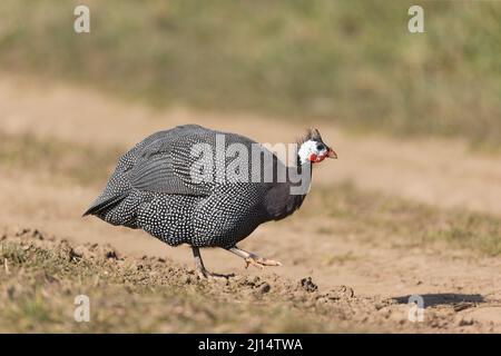 Guineafowl Numida meleagris, addomesticato a piedi su pista polverosa Foto Stock