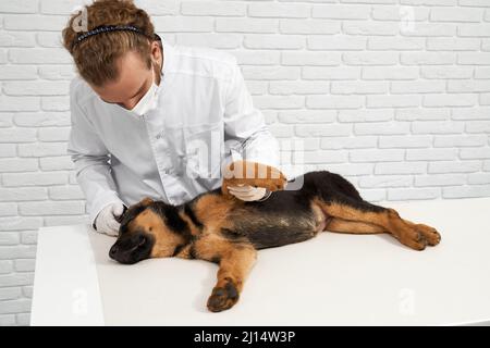 Vista frontale del veterinario che tratta il pastore tedesco in clinica di veterinario. Medico in camice bianco che tiene zampa di cane, esame paziente, cane che giace sul lato con e chiuso Foto Stock