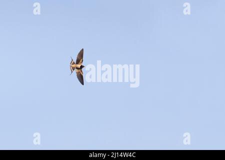 Fienile inghiottito Hirundo rustica, femmina adulta volare, Suffolk, Inghilterra, giugno Foto Stock