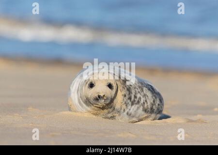 Gray Seal (Halichoerus grypus) cuccia di 5-6 settimane adagiata su una spiaggia coperta di sabbia soffiata dal vento, Horsey, Norfolk, Inghilterra, gennaio Foto Stock