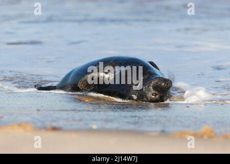 Gray Seal (Halichoerus grypus) cucciolone di 5-6 settimane che riposa in surf, Horsey, Norfolk, Inghilterra, gennaio Foto Stock