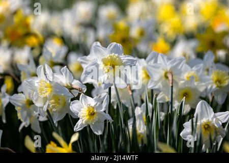 Primo piano di grappolo di naffodils bianchi su sfondo di naffodils gialli Foto Stock
