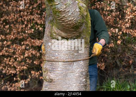 Plant sostiene - facendo i supporti di pianta di metallo piegando 6mm acciaio-verghe in forma intorno ad albero e poi . . . (per altre immagini, vedere ulteriori informazioni) Foto Stock