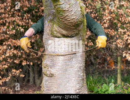 Plant sostiene - facendo i supporti di pianta di metallo piegando 6mm acciaio-verghe in forma intorno ad albero e poi . . . (per altre immagini, vedere ulteriori informazioni) Foto Stock