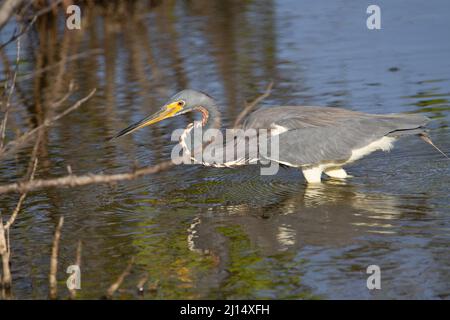 Airone tricolore (Egretta tricolore) pesca di airone tricolore in una palude di mangrovie con increspature in acqua Foto Stock