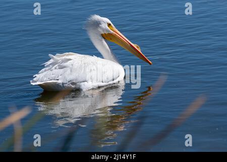Un pellicano bianco americano (Pelecanus erythrorhynchos) Foto Stock