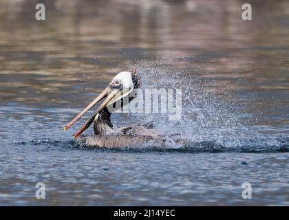 Un pellicano marrone (Pelecanus occidentalis) spruzza nelle acque della Laguna di Malibu, Malibu, California, USA Foto Stock