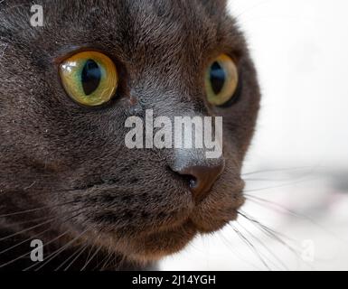 Un primo colpo del volto di un gatto blu russo Foto Stock