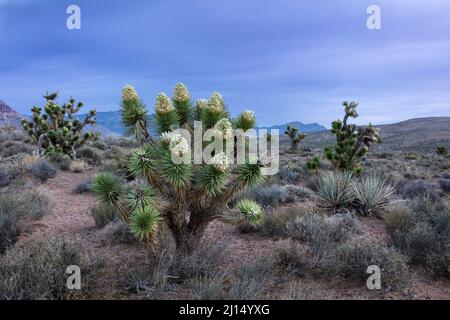 Blooming Joshua Tree Foto Stock