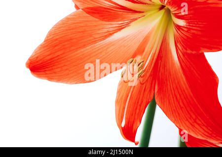 Hippeastrum rutilum in piena fioritura su sfondo bianco, primo piano Foto Stock